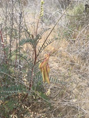 Astragalus trichopodus antisellii