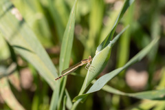 Platycnemis dealbata