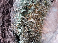 Pottiales
