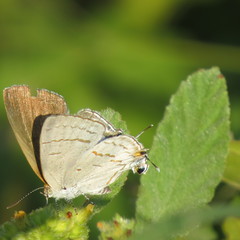 Hypolycaena philippus