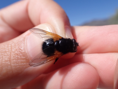 mucha čiernolesklá (Mesembrina meridiana)