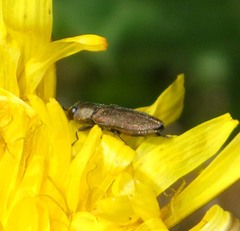 Anthaxia mendizabali