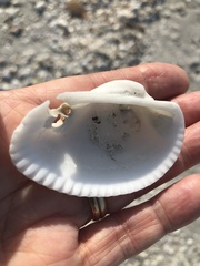 Anadara secticostata