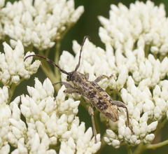 Pempsamacra dispersa