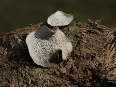 Poronia punctata
