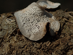 Poronia punctata