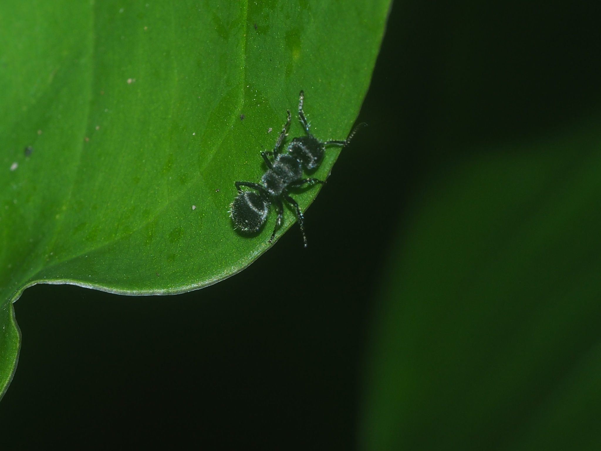 Echinopla lineata