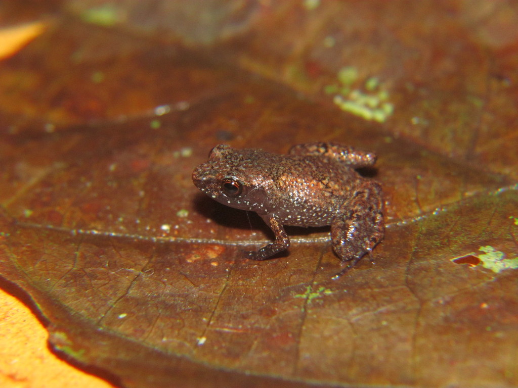 Michelin Flea Frog (Adelophryne michelin)