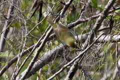 Zosterops xanthochroa