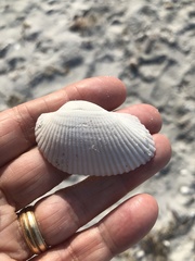 Anadara secticostata