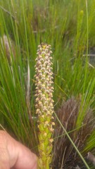 Disa obtusa