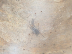 Myrmarachne melanocephala