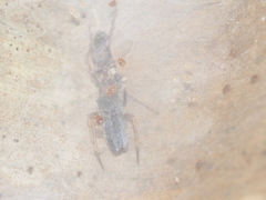Myrmarachne melanocephala