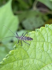 Cosmolestes aethiopicus