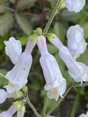 Penstemon tenuiflorus