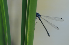 Lestes dryas