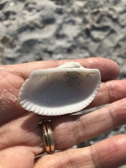 Anadara secticostata