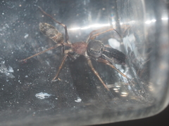 Myrmarachne melanocephala