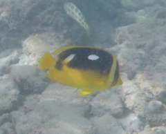Chaetodon quadrimaculatus