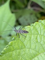 Cosmolestes aethiopicus