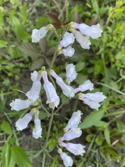 Penstemon tenuiflorus