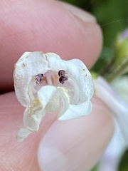 Penstemon tenuiflorus