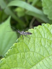 Cosmolestes aethiopicus