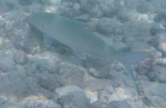 Indo-Pacific Bonefish photo 5