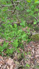 Dirca palustris