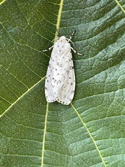 Alpenus maculosa