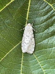 Alpenus maculosa