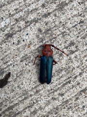 Stenaspis verticalis insignis