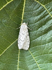 Alpenus maculosa