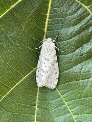 Alpenus maculosa