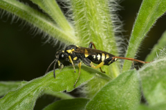 Macrophya postica