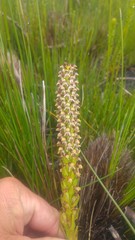 Disa obtusa