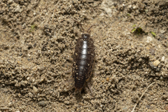 Chaetophiloscia elongata