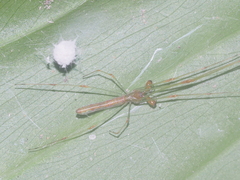 Tetragnatha hasselti