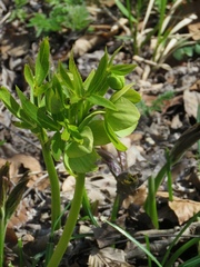 Helleborus odorus