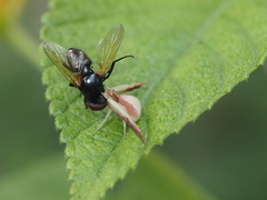 Ebrechtella pseudovatia
