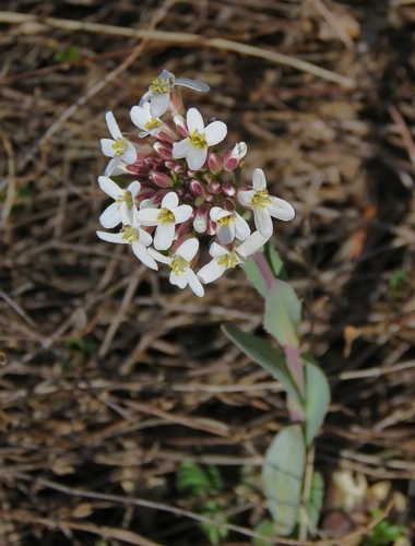 Noccaea praecox