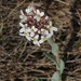 Early Penny-Cress - Photo (c) Alenka Mihoric, some rights reserved (CC BY-NC), uploaded by Alenka Mihoric
