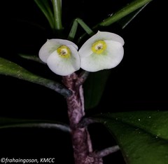 Euphorbia thouarsiana image