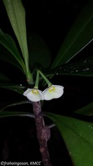 Euphorbia thouarsiana image