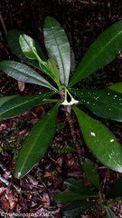 Euphorbia thouarsiana image