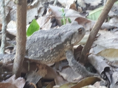 Bufo