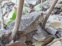 Bufo