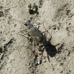 Cicindelina