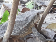 Bufo