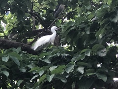 Egretta garzetta